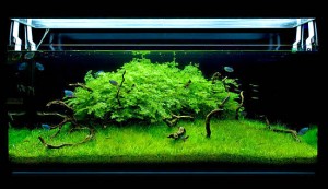 نور پردازی در آکواریوم گیاهی مقاله آموزشی