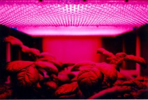 An LED grow light placed directly over plants.