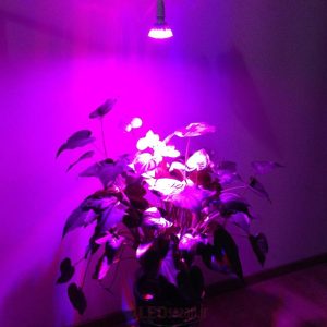 G:\LED-Grow-Light-lights.jpg