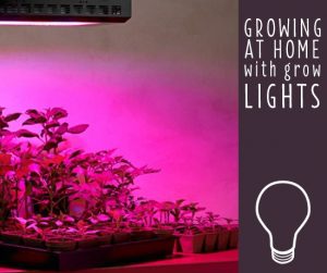 Growing at home with grow lights.