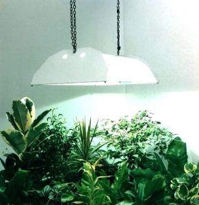 C:\Users\USER\Desktop\indoor-grow-lights-light-bulbs-for-plants-lighting-optimizing-your-plant-growth-with-best.jpg