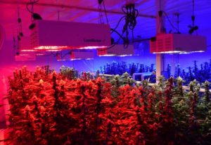 C:\Users\USER\Desktop\LED-grow-light-greenhouse-plant--Applications.jpg