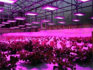 C:\Users\USER\Desktop\LED-Hydroponic-Grow-Lights.jpg