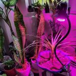 مروری بر انواع لامپ های رشد گیاهان