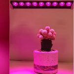 لامپ رشد گیاه برای کاکتوس; پرورش کاکتوس با نور مصنوعی در خانه