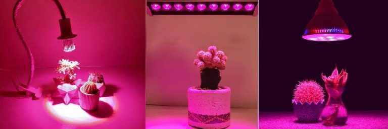 لامپ رشد گیاه برای کاکتوس
