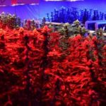 بررسی جامع نور مصنوعی در فتوسنتز و تاثیر آن بر رشد گیاهان