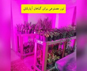 لامپ رشد گیاه