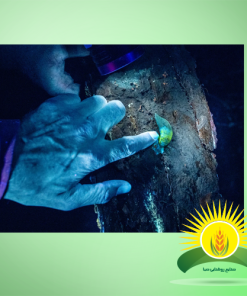 چراغ قوه uv طبیعت گردی
